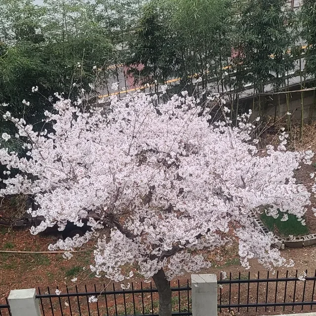 바위섬