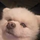 차유차유당근당근