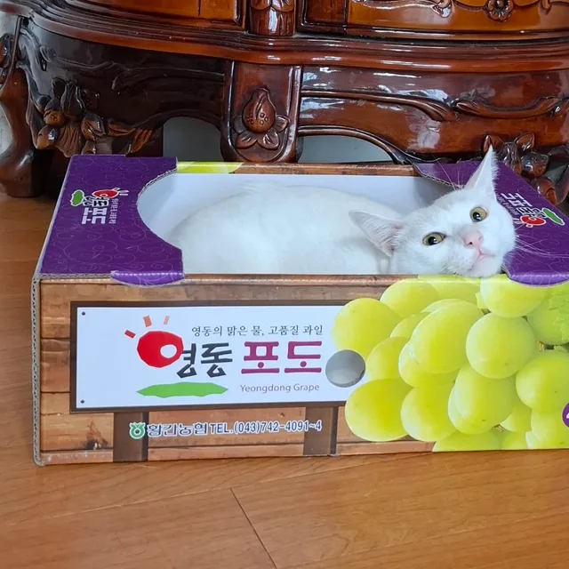 현아
