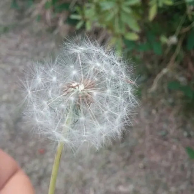 민들레홀씨