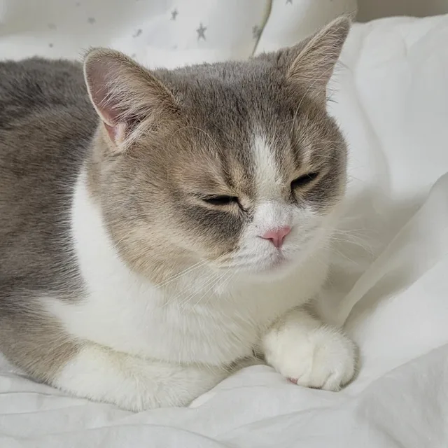 보엠