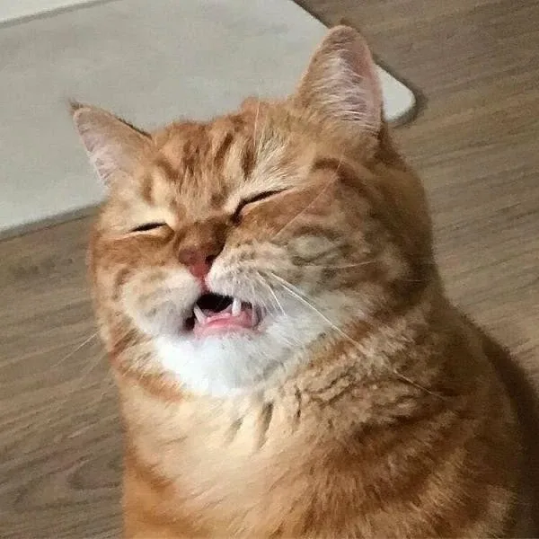 도로롱