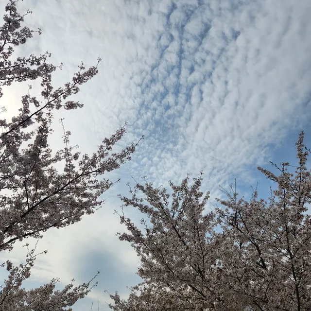 메리골드