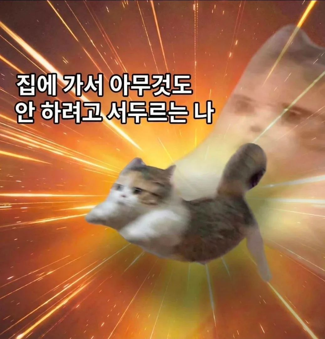 집순이집사