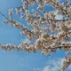 당근이요