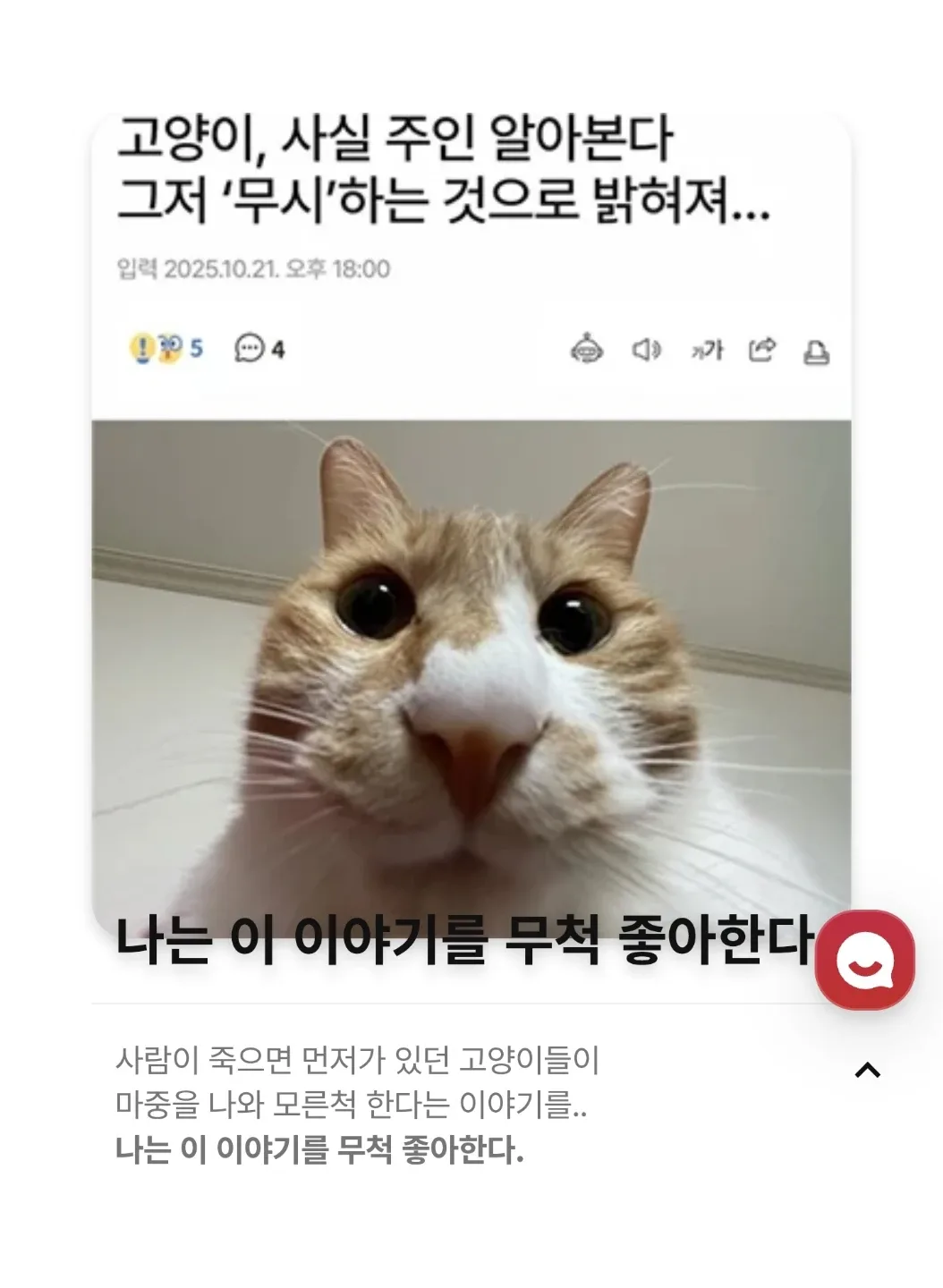 낭만냥냥이