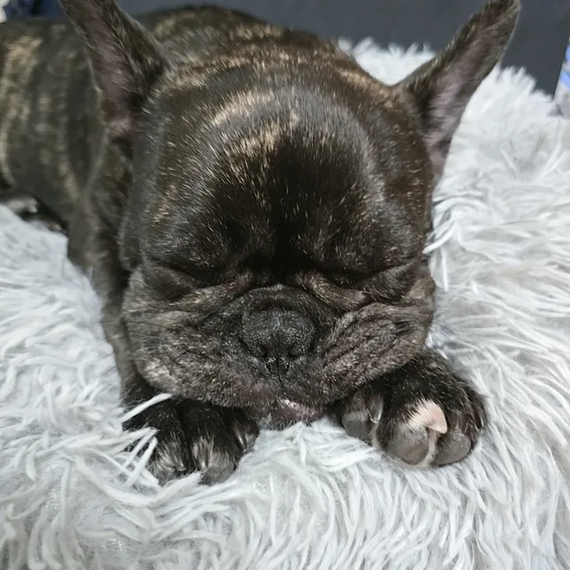 연탄이