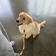 이레