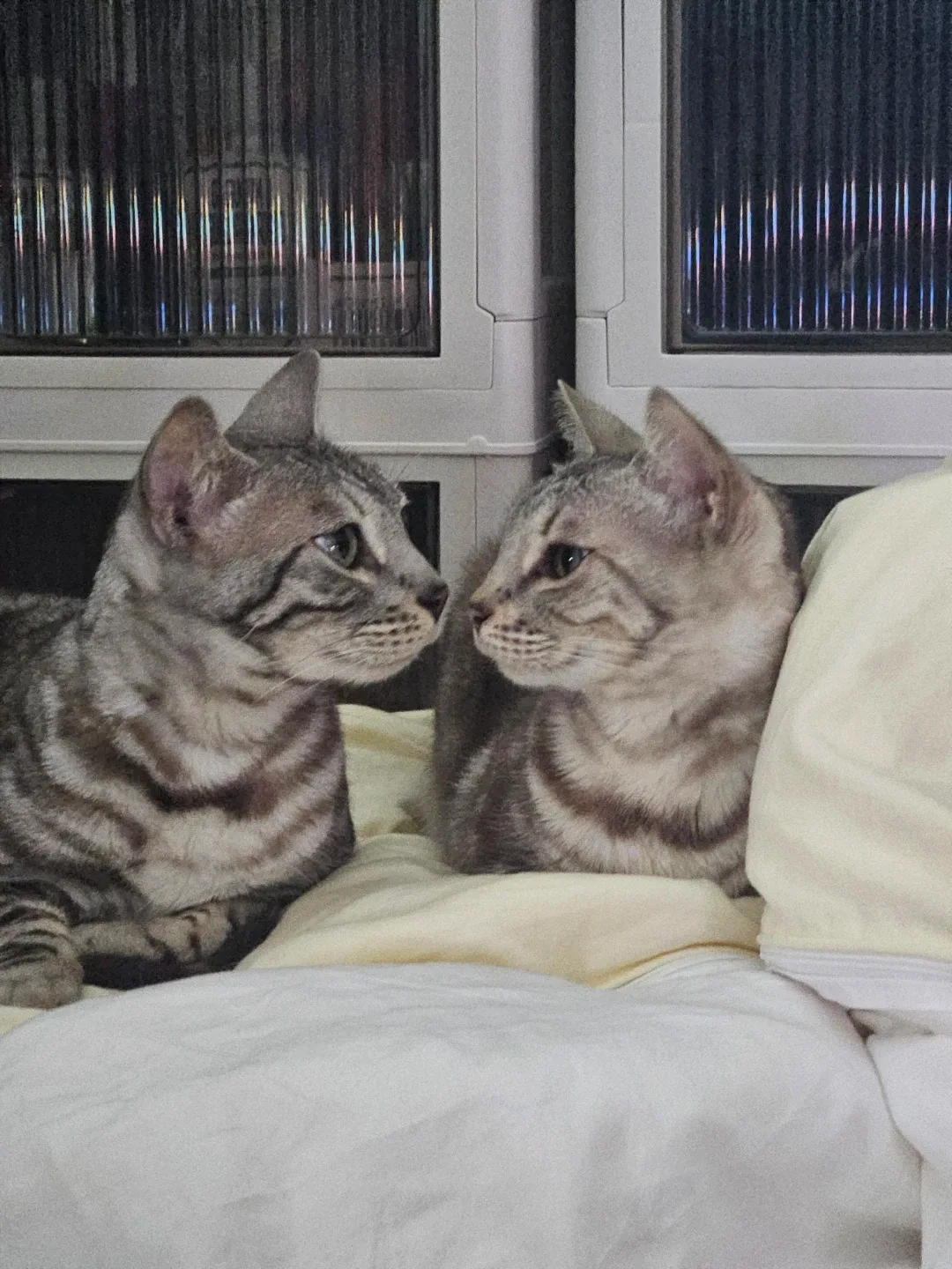 냥카인