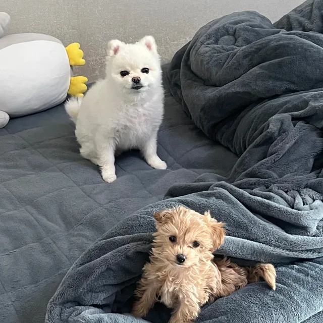 주황이