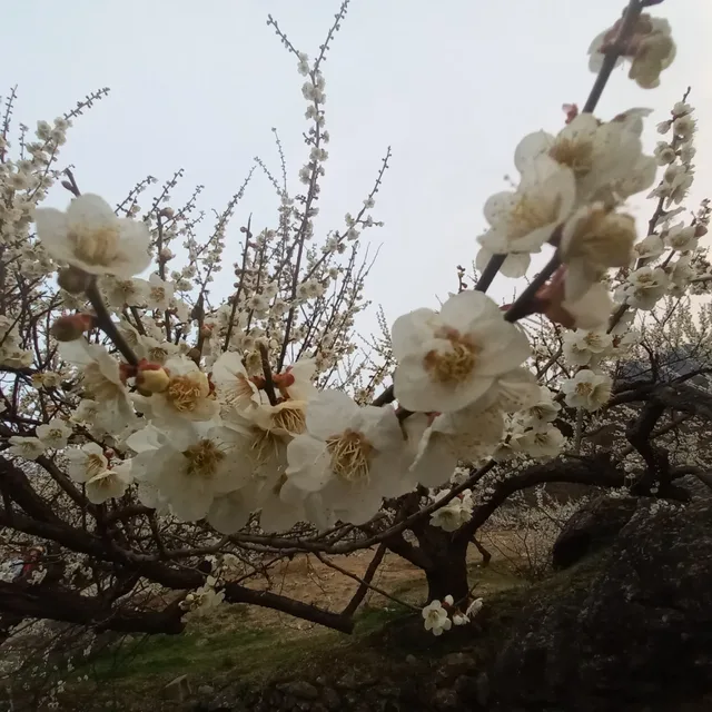 이오공