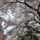 봄바람휘날리며