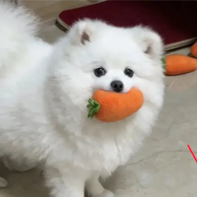 제파