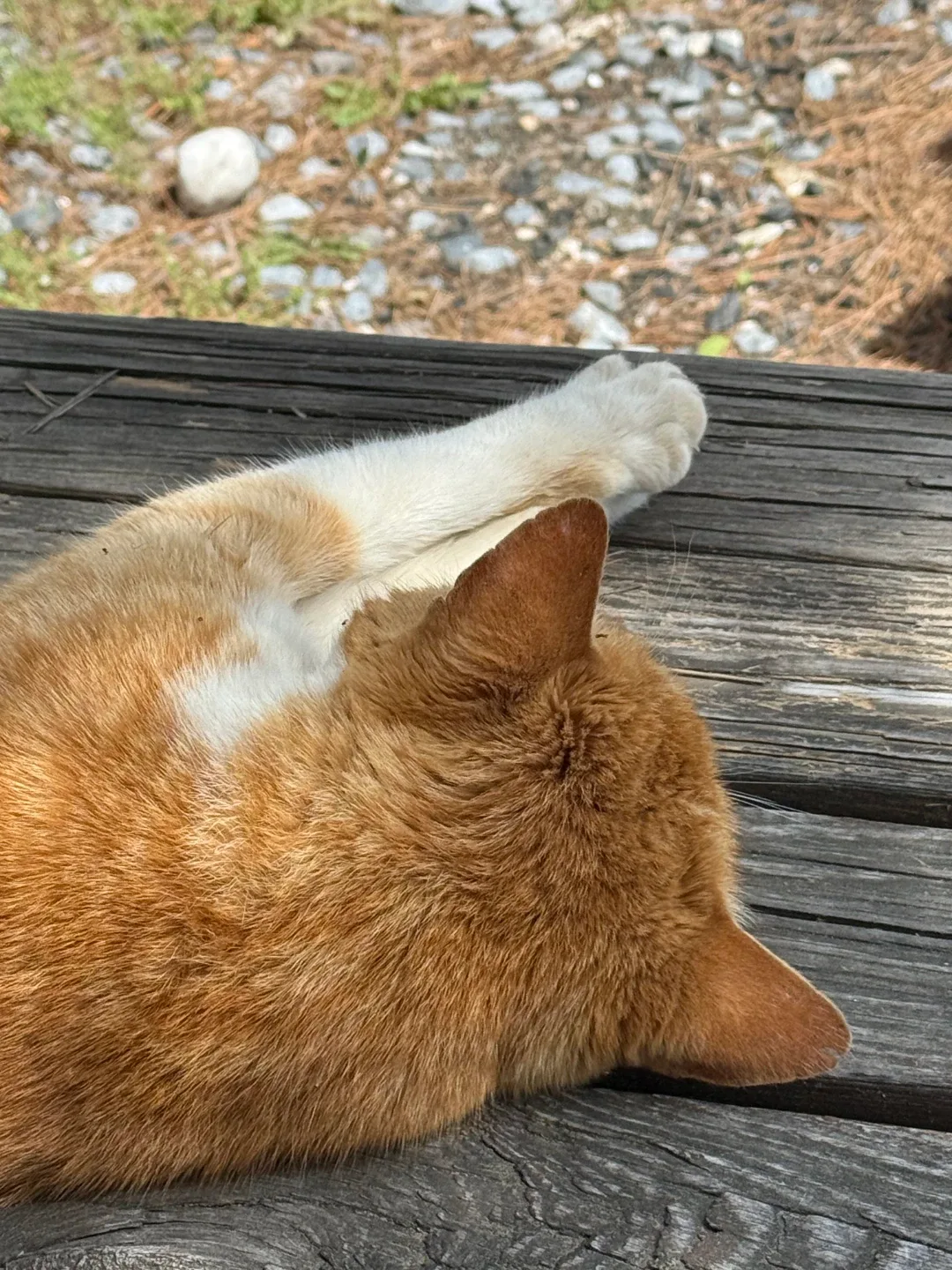 초코쿠키