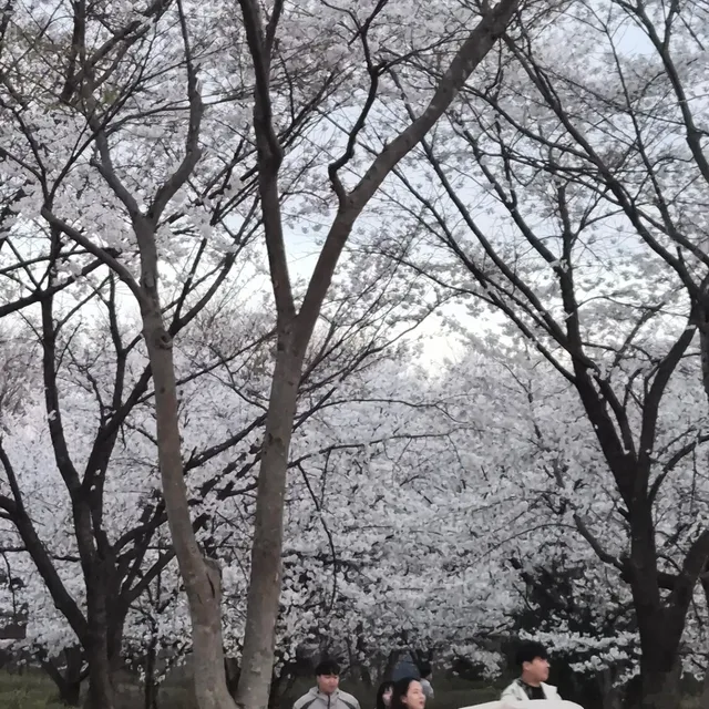 당근당근당근