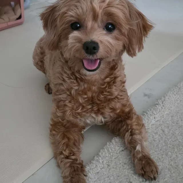 홍이