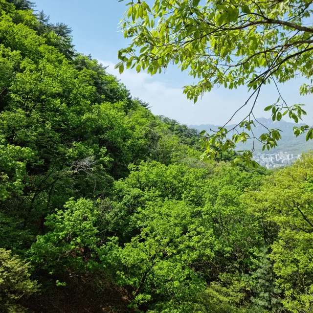 불랙곰
