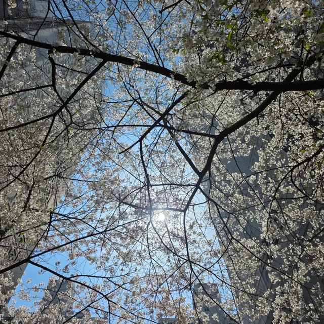 봄꽃