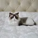 라라