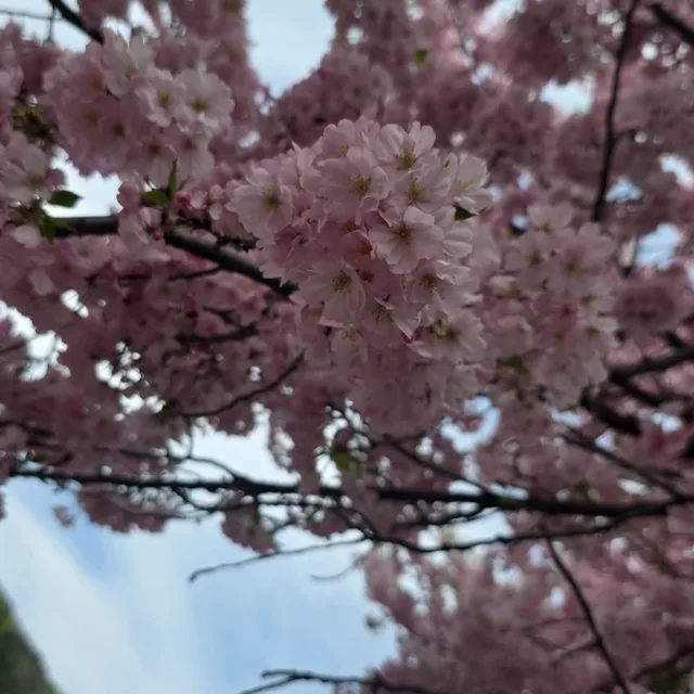 당근죠아