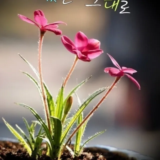 오딧세이