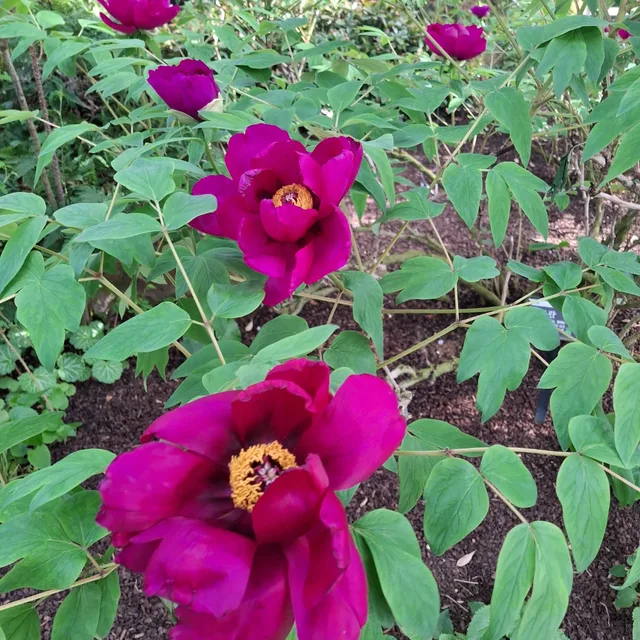 평강공주