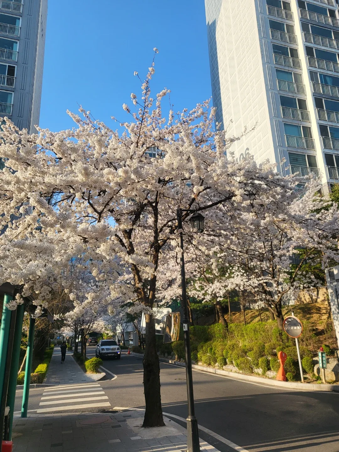 대성맘