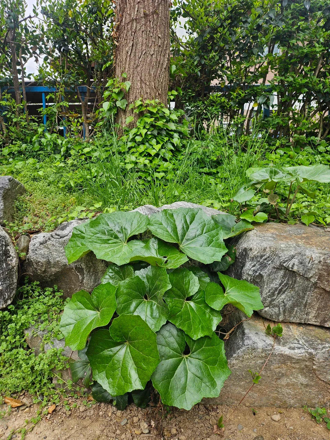이까아꽁