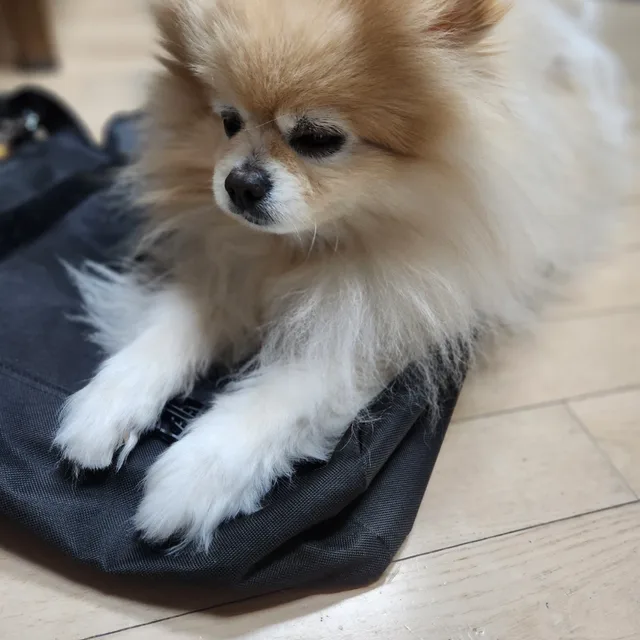 자몽이