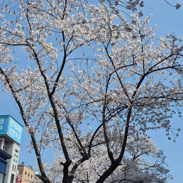 초이