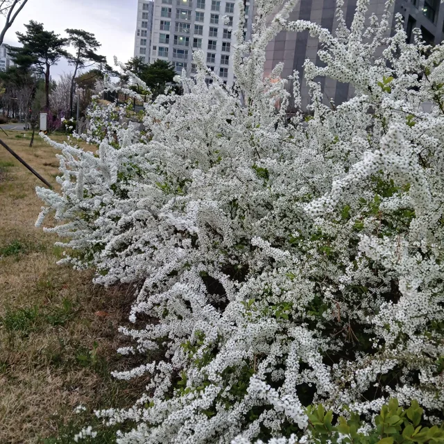 사라