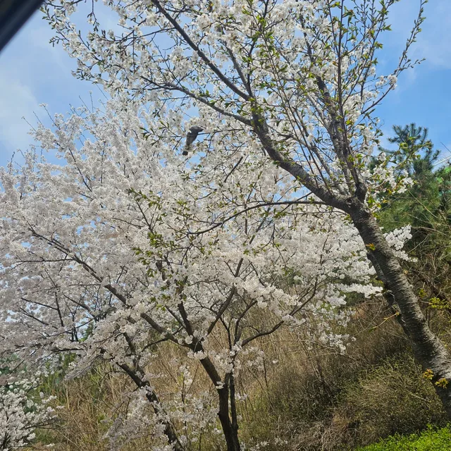 솔솔솔