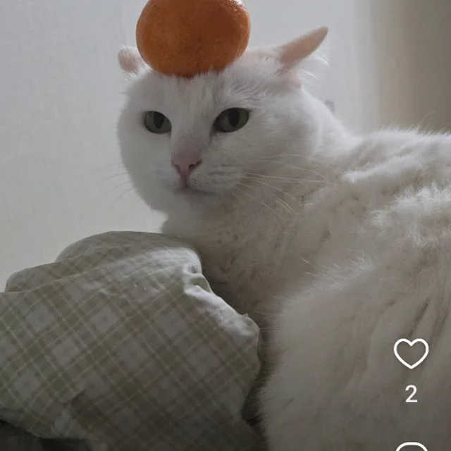 멀티숍