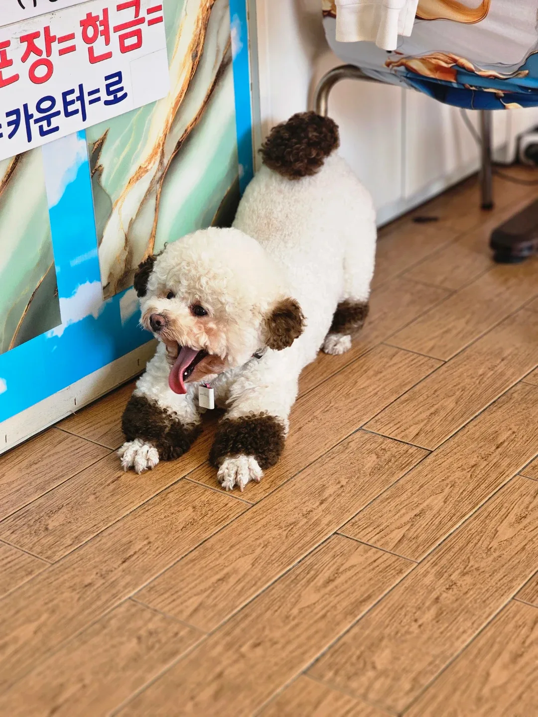 하루살이