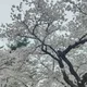 봄입니다