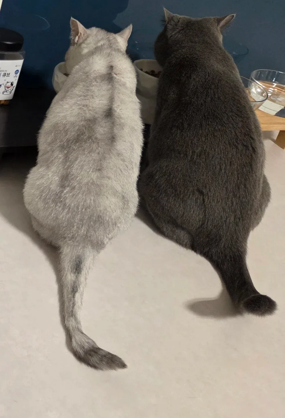 진주공주마미