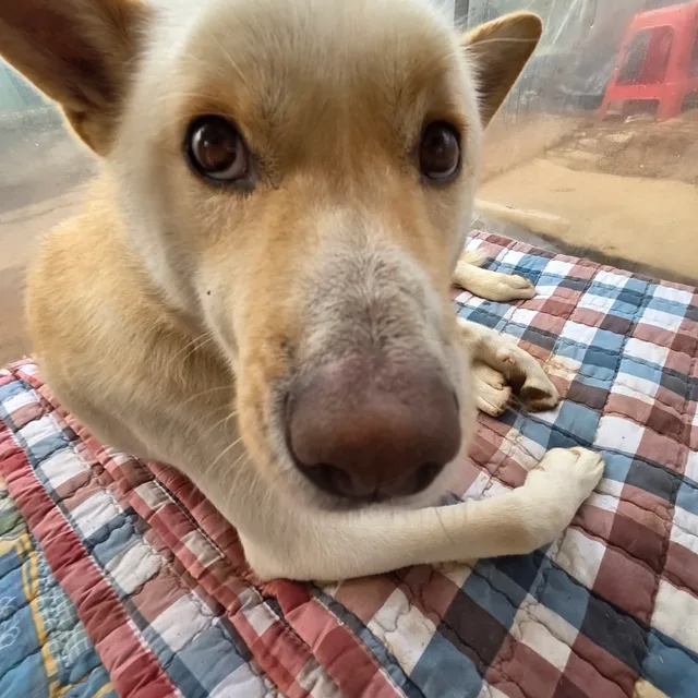 마루
