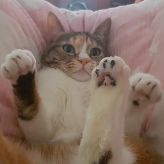 오라버니