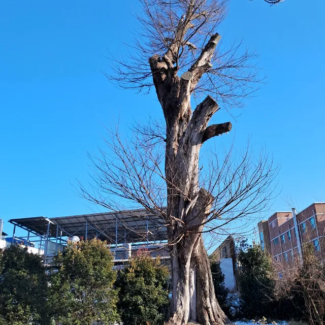 숲과나무