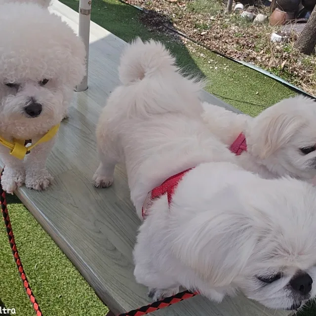 둥두이