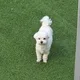 보나조아