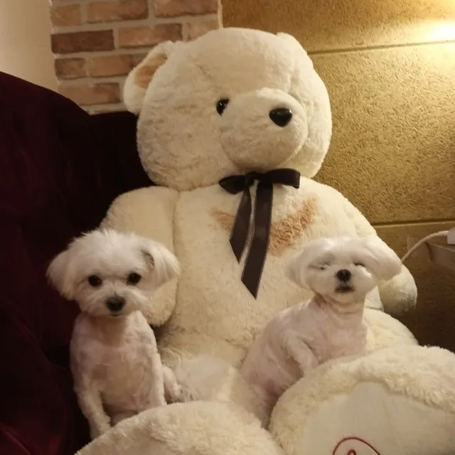 달콩아롱