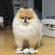 샛별