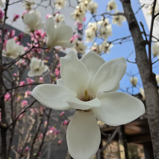 항상봄