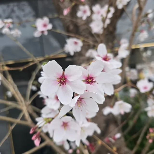 녹차향기