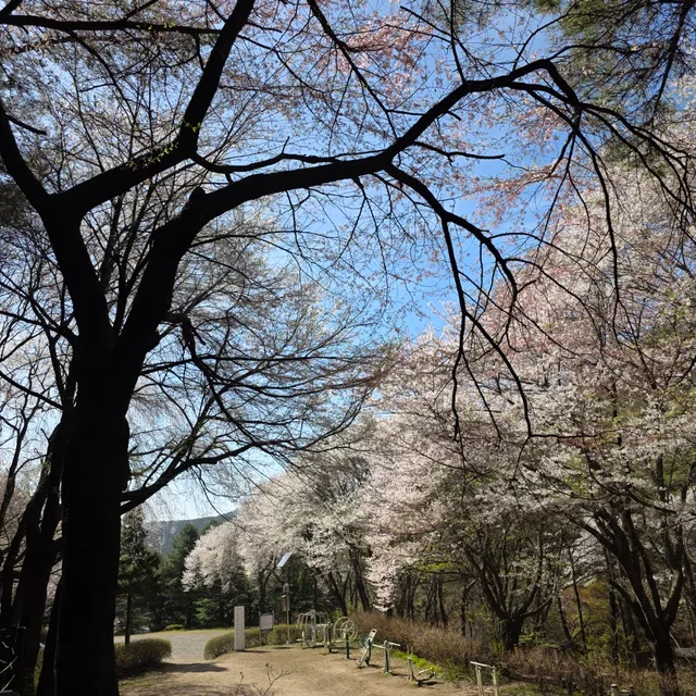 spring