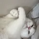 키링님