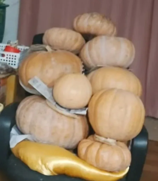 호박
