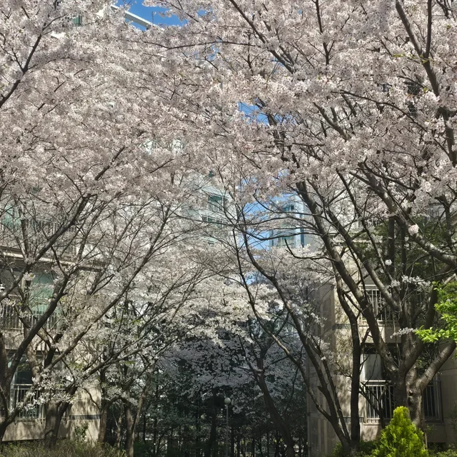 쵸코가좋앙