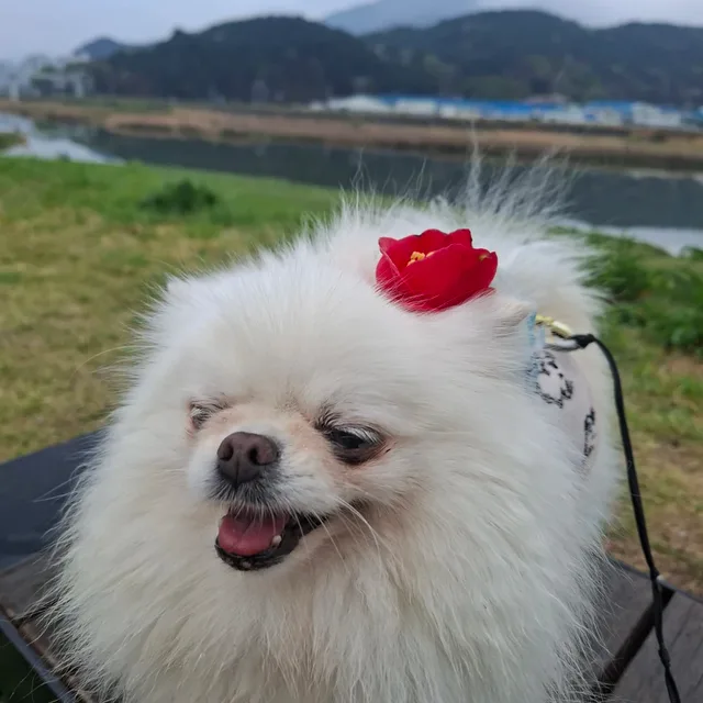 딸기아빠